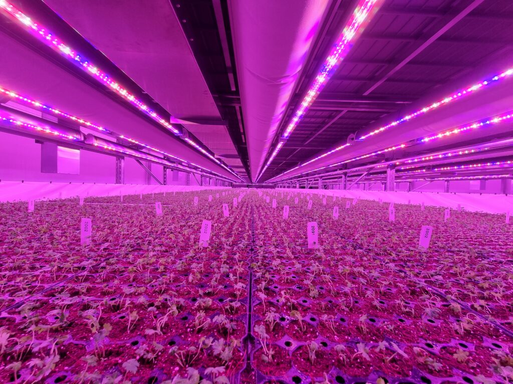 Growlight, energiezuinig en krachtige ledverlichting bij jongplanten