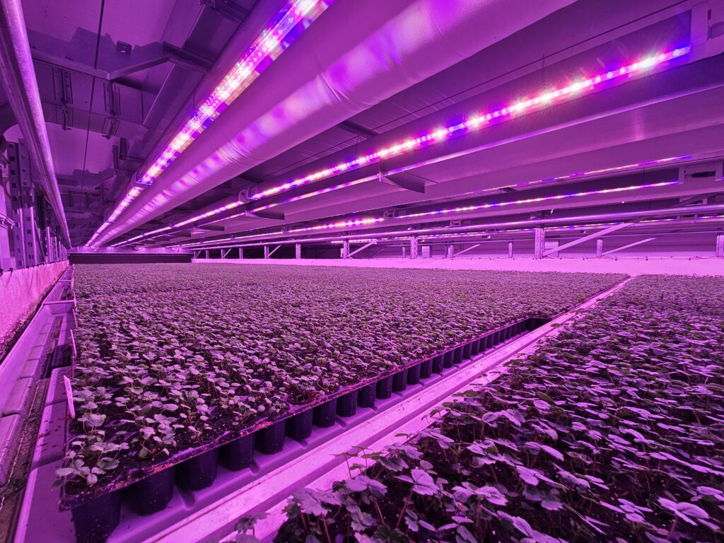 Vertical farm bij Jungle: complete opkweek- en productieruimte voor kruiden