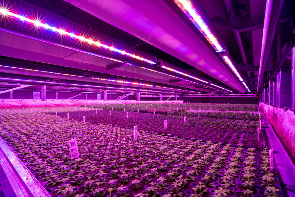 Iribov weefselkweekplanten