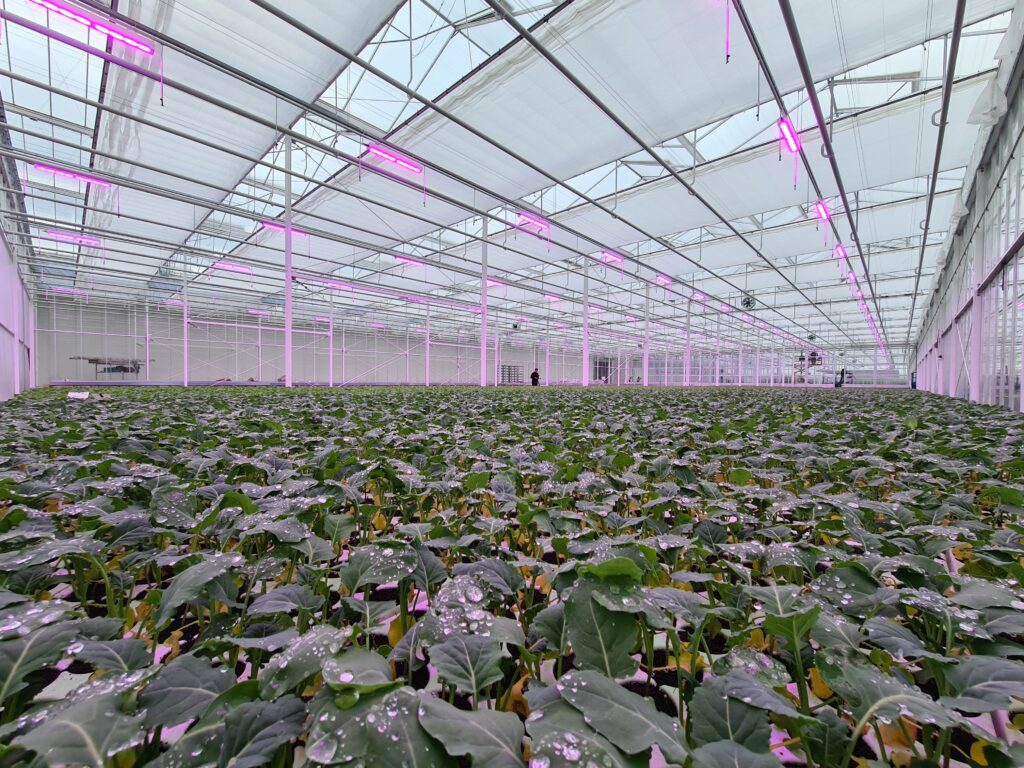 Growlight voor betere wortelzetting van koolplanten