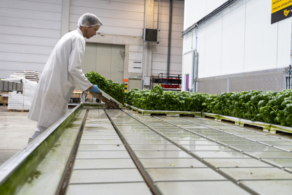 Vertical farm at Jungle: complete cultivation and production space for herbs