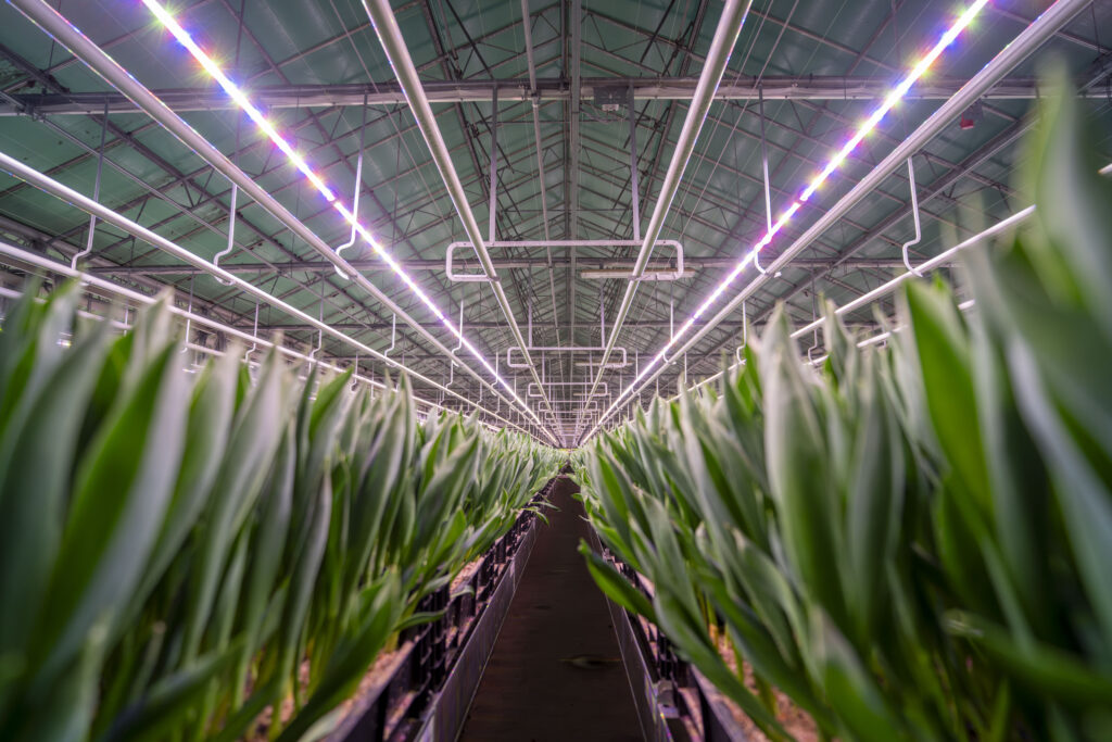 Growlight: sturing op gestrekte en compacte groei van tulpen