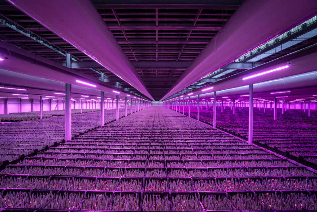 Growlight: optimal LED lighting for multi-layer cultivation of tulips