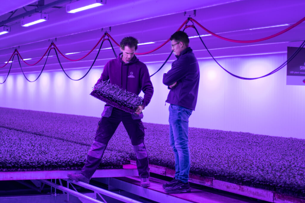 Tweelaagse chrysanten- opkweek met geavanceerd klimaatsysteem in Andijk