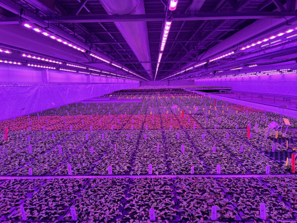 Advanced multi-layer cultivation space, delivered turnkey in the USA