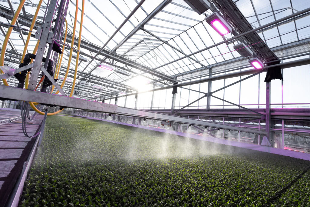 Meer controle over de opkweek met LED-belichting bij Beyond Chrysanten